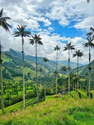 Valle del cocora parque nacional